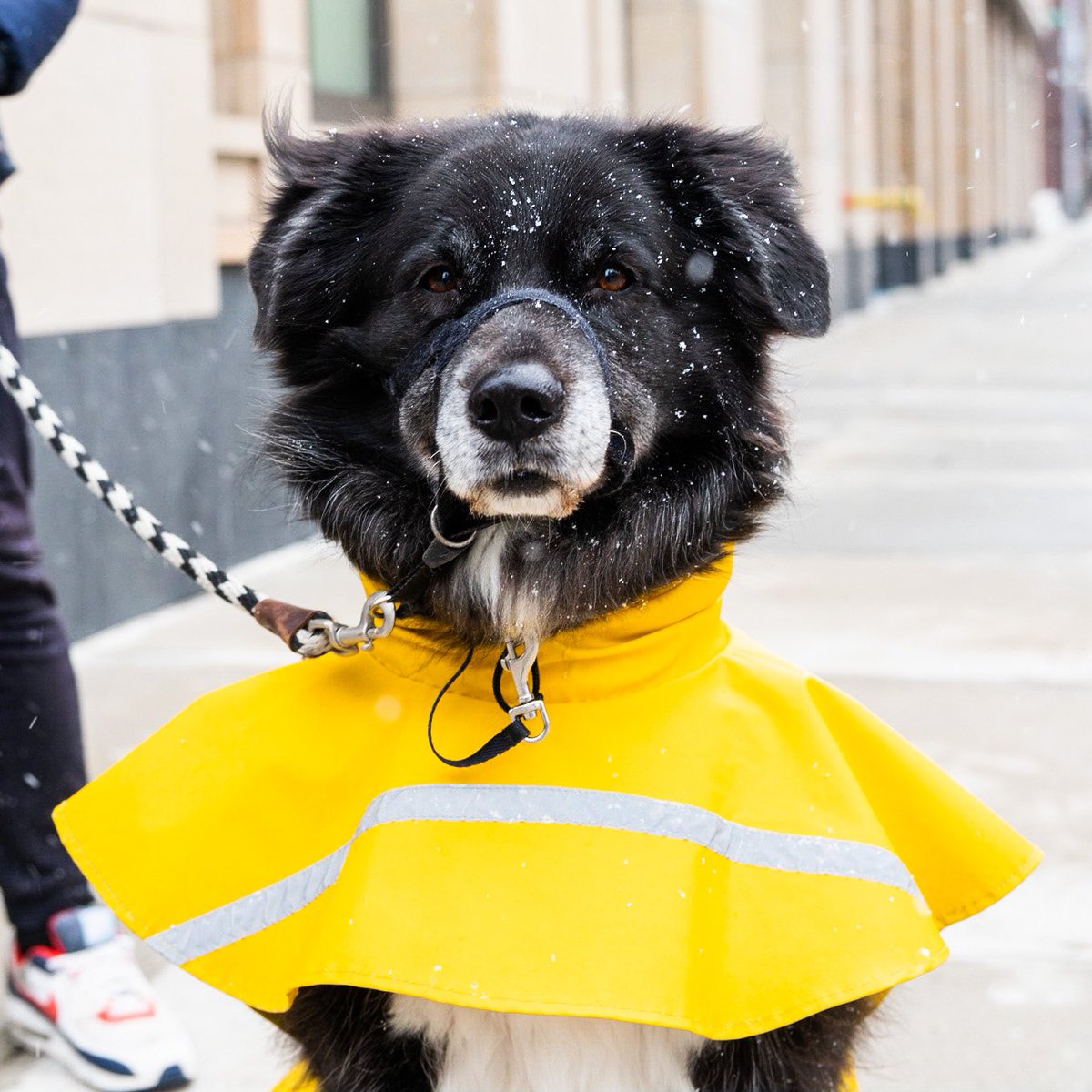thedogist's tweet image. Chloe, mix (5 y/o), Leroy &amp;amp; Greenwich St., New York, NY • “She’s a diva – if she doesn’t get her way, she gets mad. She likes getting her way.”
