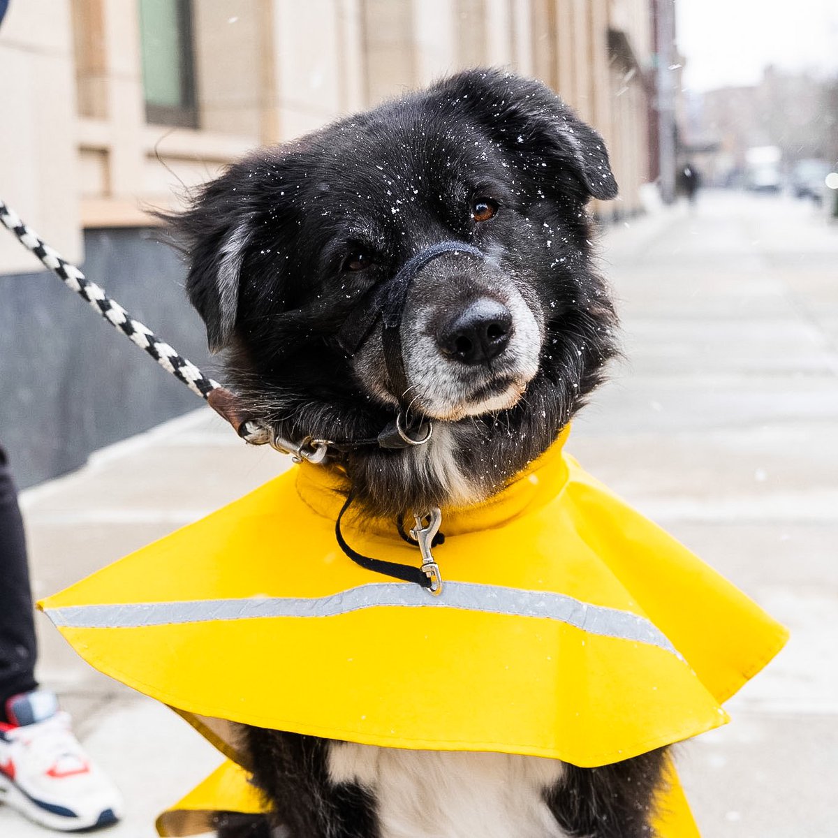 thedogist's tweet image. Chloe, mix (5 y/o), Leroy &amp;amp; Greenwich St., New York, NY • “She’s a diva – if she doesn’t get her way, she gets mad. She likes getting her way.”