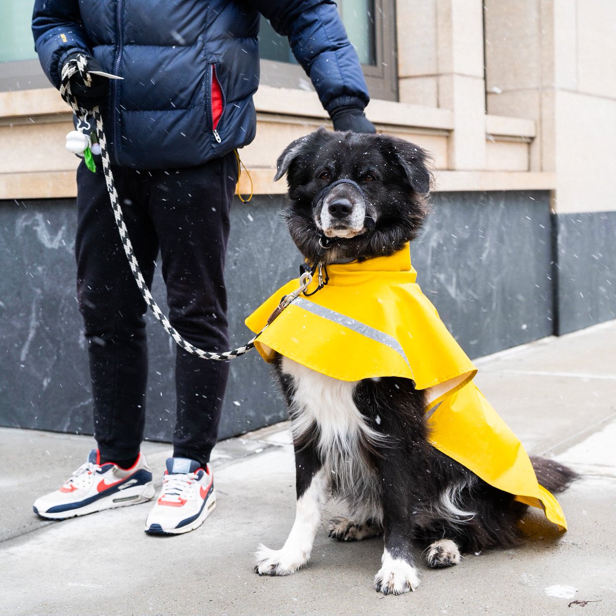 thedogist's tweet image. Chloe, mix (5 y/o), Leroy &amp;amp; Greenwich St., New York, NY • “She’s a diva – if she doesn’t get her way, she gets mad. She likes getting her way.”