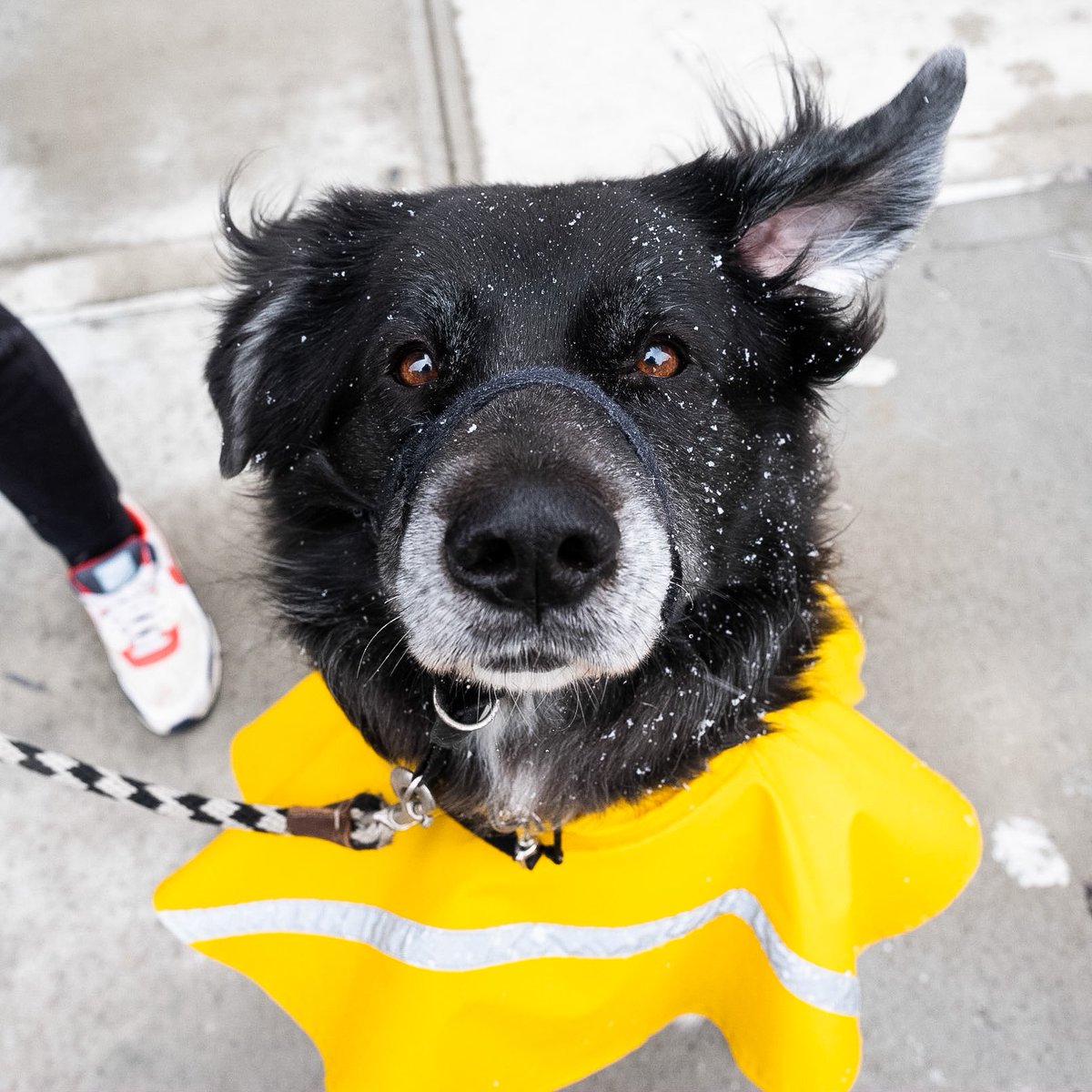 thedogist's tweet image. Chloe, mix (5 y/o), Leroy &amp;amp; Greenwich St., New York, NY • “She’s a diva – if she doesn’t get her way, she gets mad. She likes getting her way.”