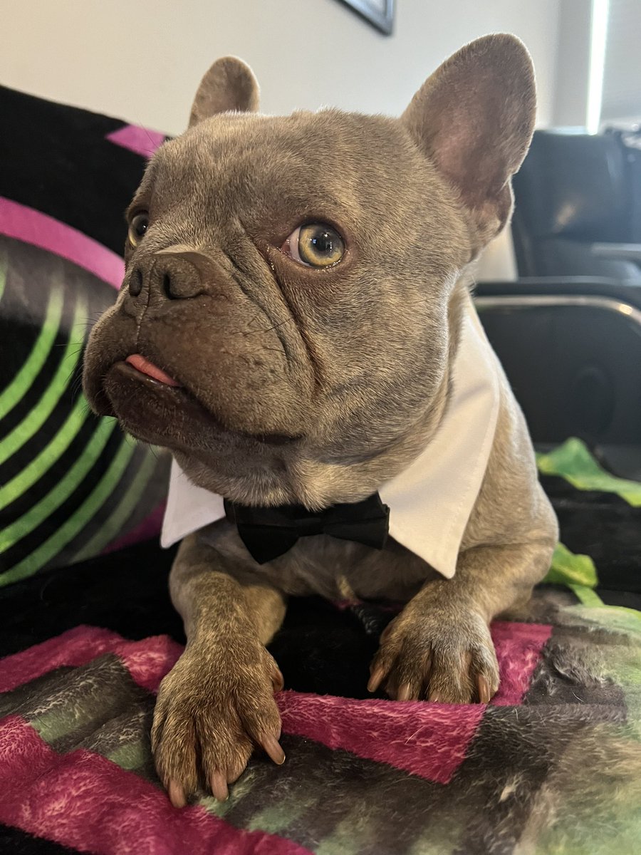TxGamerChick's tweet photo. Bestie says hiiiiiiii!!! (he really wants me to stop taking pics of him 😂) #BitTheFrenchie https://t.co/DJPhnSvMeb