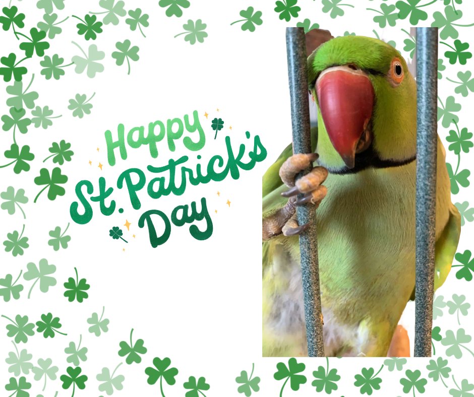 Pistachio says "Happy St. Patrick's Day!" 💚🍀