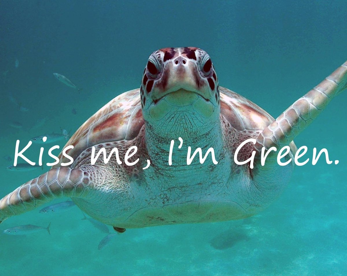 conserveturtles's tweet photo. "Kiss me! I'm Green!" Happy St. Patrick's Day from the green sea turtle, named not for the color of its shell, but for the layer of green FAT underneath! 🐢🍀💚

(Original Photo by Annelise Hagan) https://t.co/ITUlMci0DE