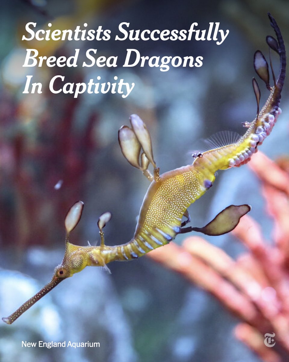Boston's New England Aquarium is raising 18 baby sea dragons after a successful breeding event more than a decade in the making. The dragons, whose native sea grass habitat is under increasing stress from climate change, will go on display this summer.
nyti.ms/3JqTiyF