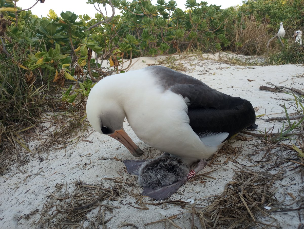 USFWS Pacific on X: "Wisdom, the world's oldest known bird in the wild, is  a grandma again! The new mōlī—or Laysan albatross—chick was found last  month on Midway Atoll under the protection of a banded adult. The band,  N333, indicated it was Wisdom's ...