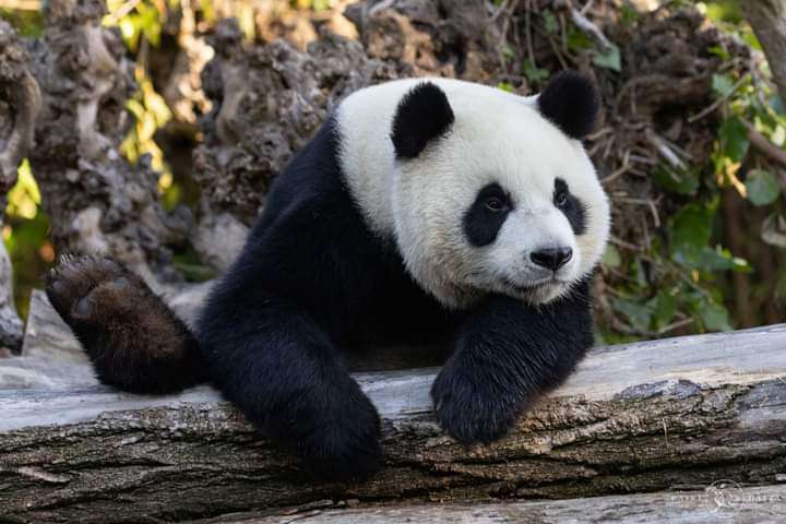 PandaMania_NFT's tweet image. Happy #InternationalPandaDay! 🎉🐼 Let&apos;s celebrate these adorable, bamboo-munching creatures that bring so much joy to our 🌎. From their black &amp;amp; white fur to their playful personalities, they never fail to put a smile on our faces. 

Photo© FBpage
#SaveThePandas 🌿🐾 #pandafam