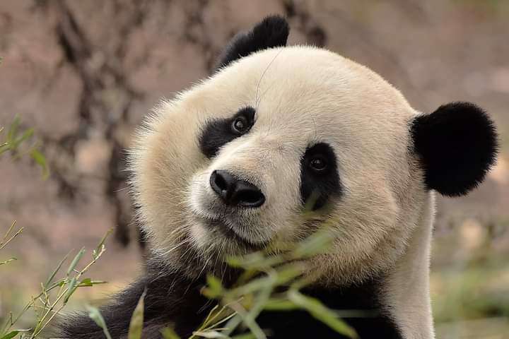 PandaMania_NFT's tweet image. Happy #InternationalPandaDay! 🎉🐼 Let&apos;s celebrate these adorable, bamboo-munching creatures that bring so much joy to our 🌎. From their black &amp;amp; white fur to their playful personalities, they never fail to put a smile on our faces. 

Photo© FBpage
#SaveThePandas 🌿🐾 #pandafam