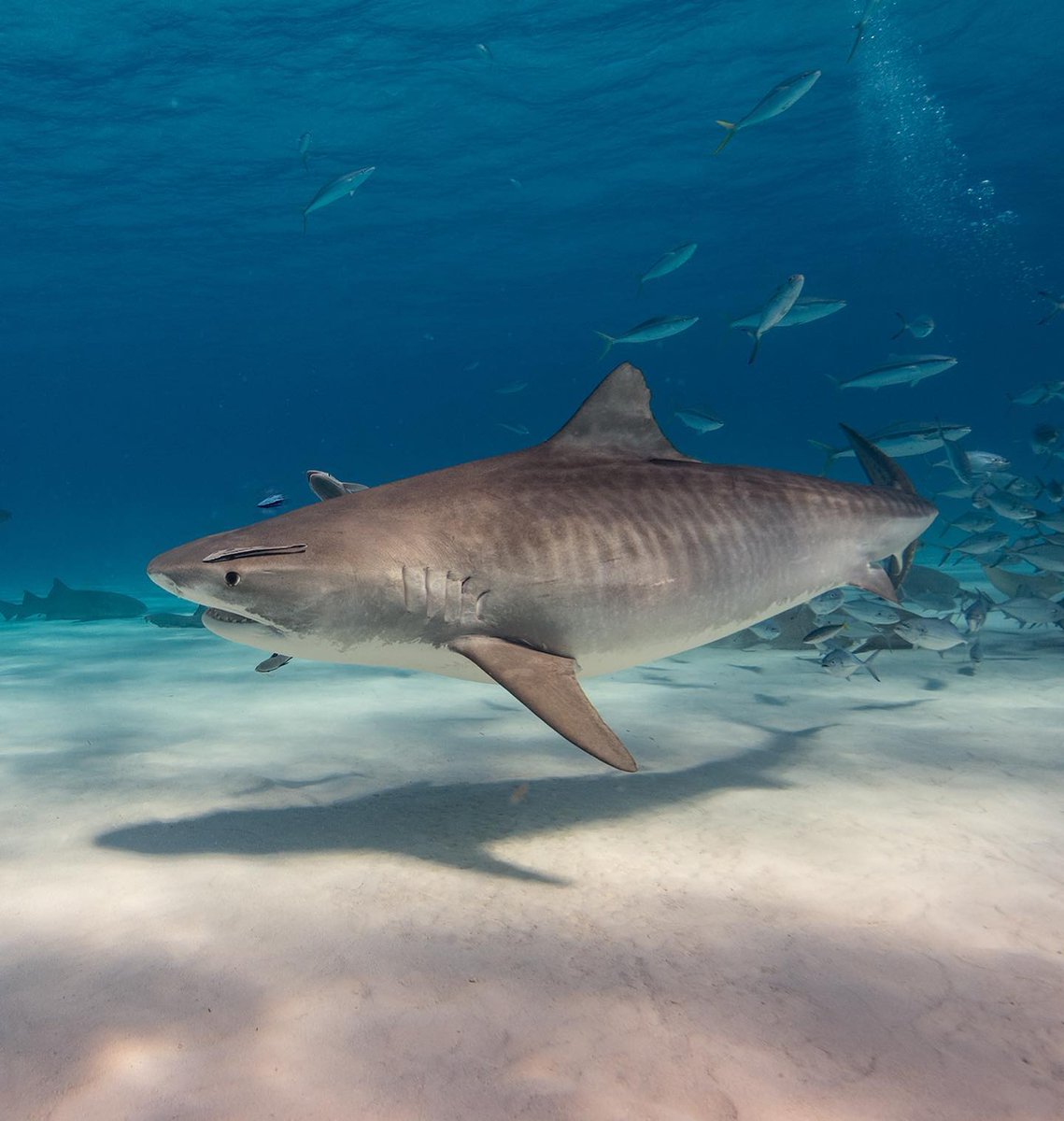 Shark Education on Twitter: "#FacrtFriday Tiger sharks can grow up to