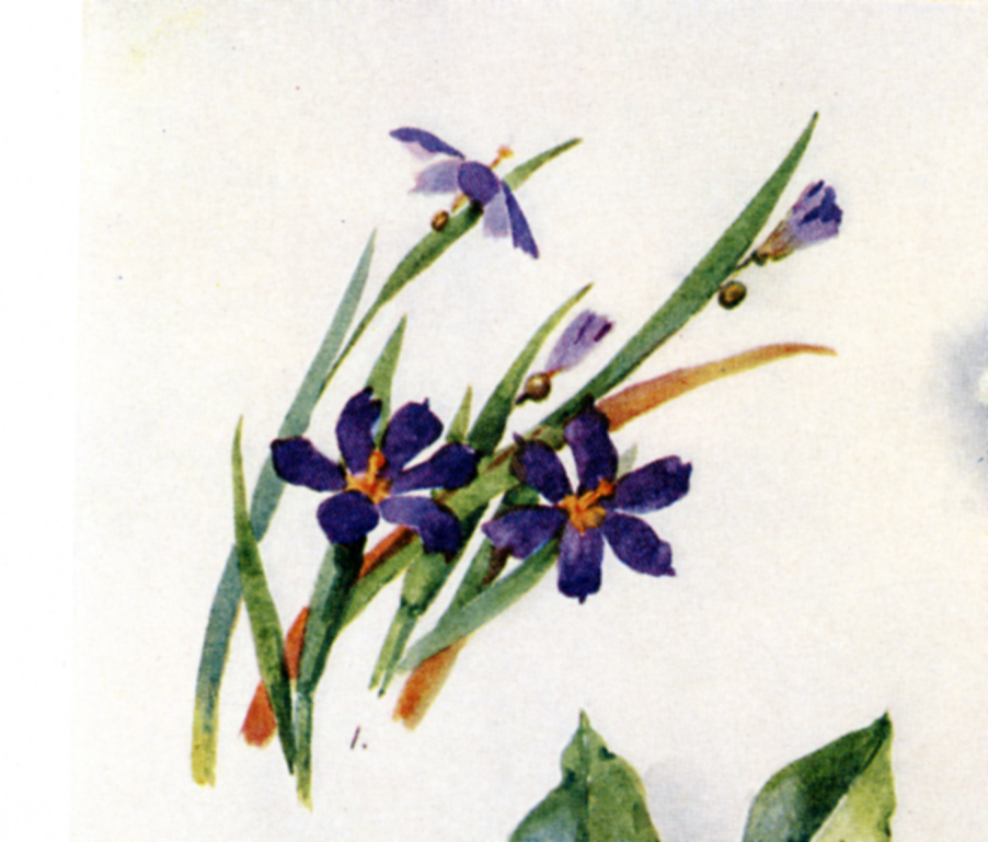 NatlMuseumBDA's tweet photo. Happy St. Patrick's Day to all! Did you know that our national flower the Bermudiana, Sisyrinchium bermudiana, grows in only one other place in the world besides Bermuda? It’s found in Ireland too! (1/3)

#StPatricksDay2023 https://t.co/qLapMG93NK