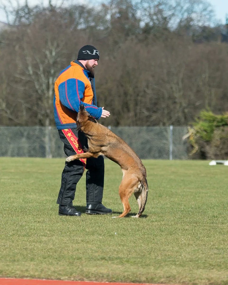 AllyWright11's tweet image. Last week I was lucky enough to photograph some of the competitors taking part in the Scottish Region Police Dog Trials. It was amazing to watch these highly trained dogs and their handlers show off their skills! 

First up was #PDAmber 
#policedogsoftwitter #policescotlanddogs