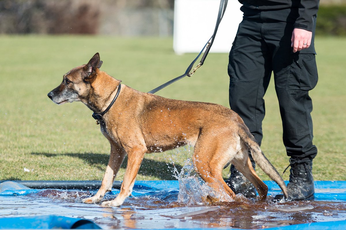 AllyWright11's tweet image. Last week I was lucky enough to photograph some of the competitors taking part in the Scottish Region Police Dog Trials. It was amazing to watch these highly trained dogs and their handlers show off their skills! 

First up was #PDAmber 
#policedogsoftwitter #policescotlanddogs