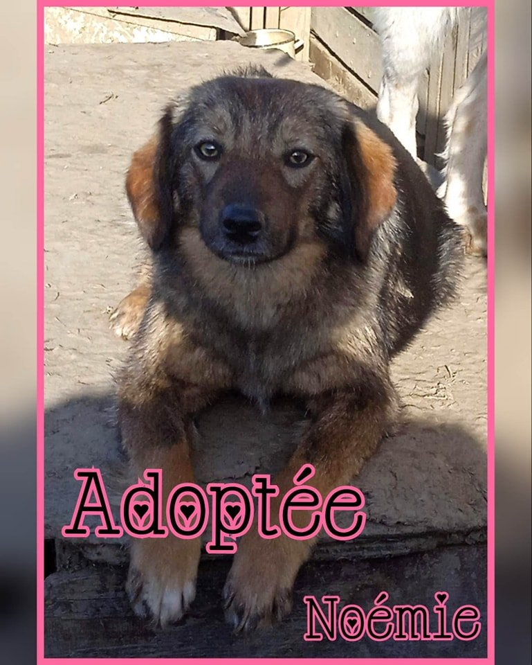 💖 Nous avons une superbe nouvelle à vous annoncer ! La belle Noémie a trouvé son foyer pour la vie ! 
Nous lui souhaitons plein de bonheur ! 💖
Merci à vous tous et à tous vos partages 🙏