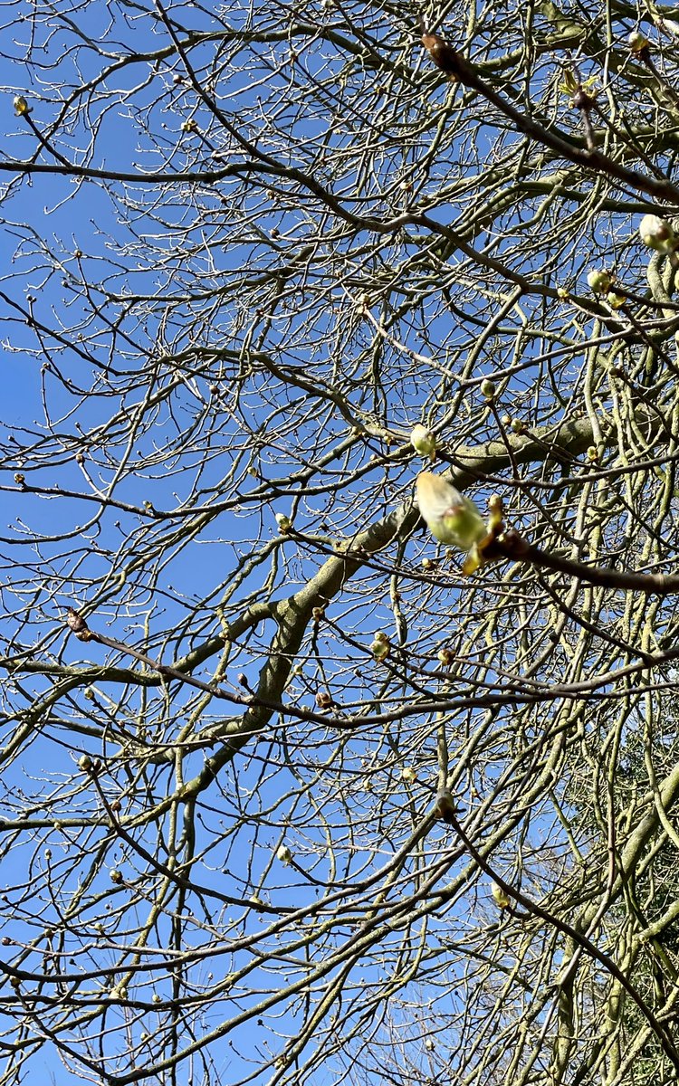 SamWakefieldCC's tweet photo. Horse Chestnut is about to flush 😊

#trees #biophilia #biophiliceffect https://t.co/sMVRlzfHsm
