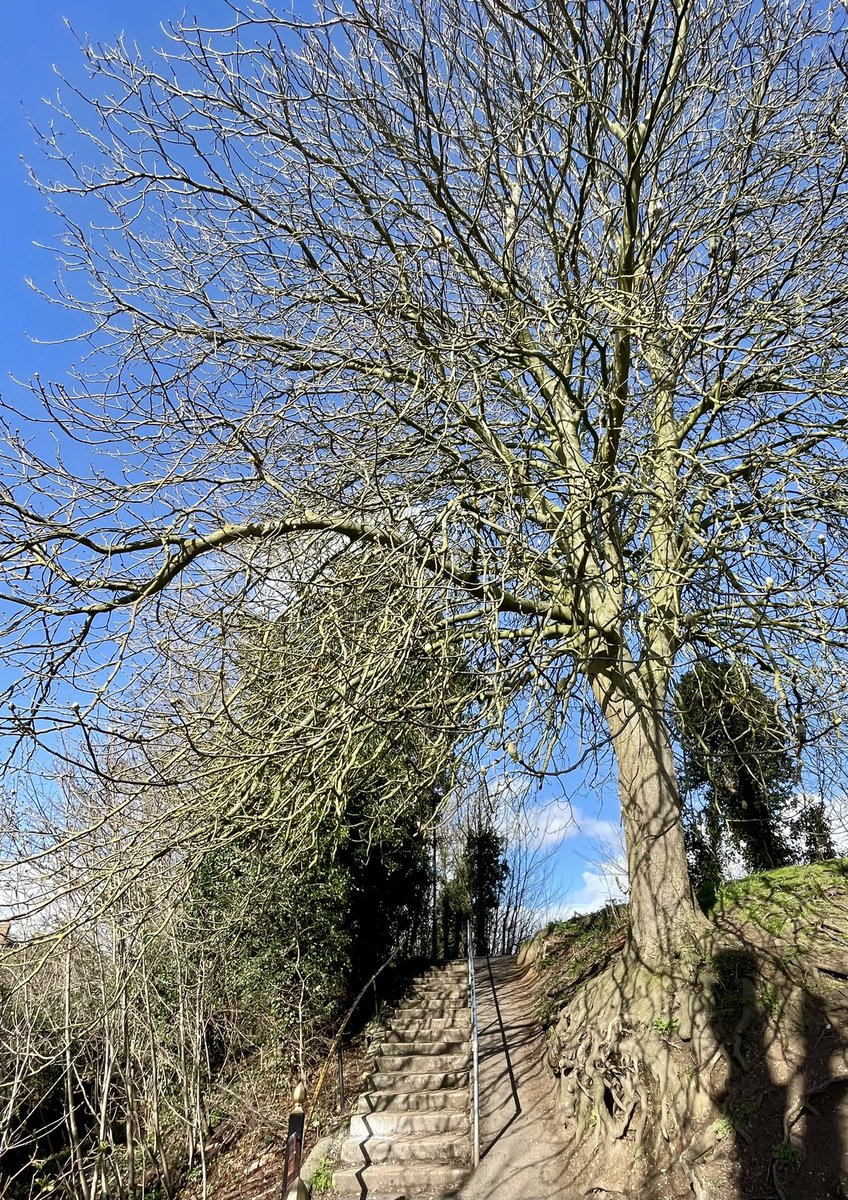 SamWakefieldCC's tweet photo. Horse Chestnut is about to flush 😊

#trees #biophilia #biophiliceffect https://t.co/sMVRlzfHsm