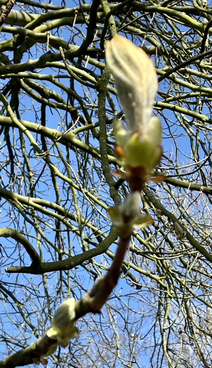 SamWakefieldCC's tweet photo. Horse Chestnut is about to flush 😊

#trees #biophilia #biophiliceffect https://t.co/sMVRlzfHsm