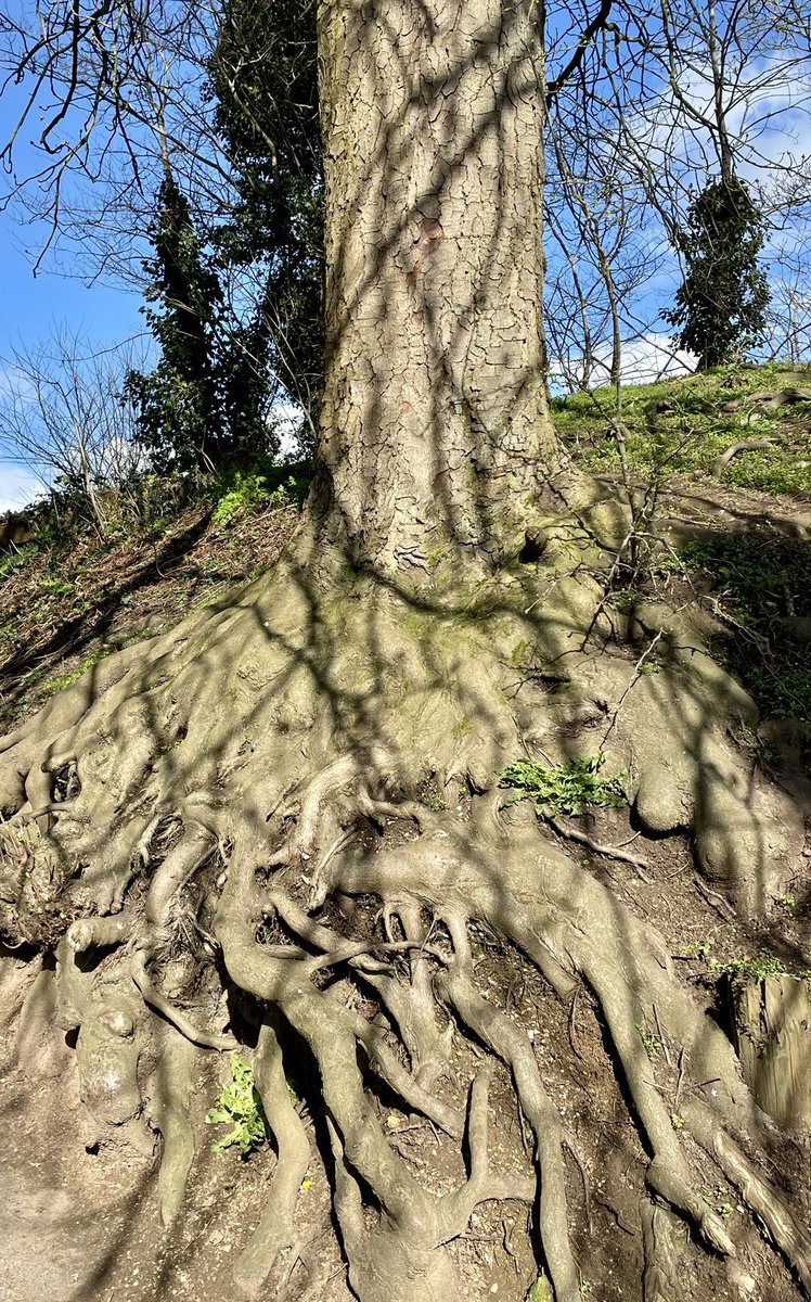 SamWakefieldCC's tweet photo. Horse Chestnut is about to flush 😊

#trees #biophilia #biophiliceffect https://t.co/sMVRlzfHsm