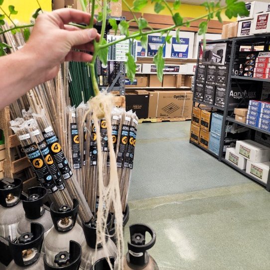 HTGSupply's tweet photo. Just going to drop this here as a reminder that we are, and always will be, #ROOTING for you and your garden!Β ππ
Β
Β - Rock Island, IL #HTGsupply
#RockIsland #Illinois #QuadCities #Stpatrick #FridayVibes #FridayFeeling #FridayMotivation #GrowYourOwn #GardeningTwitter #Gardening https://t.co/a2NOxFVPAX