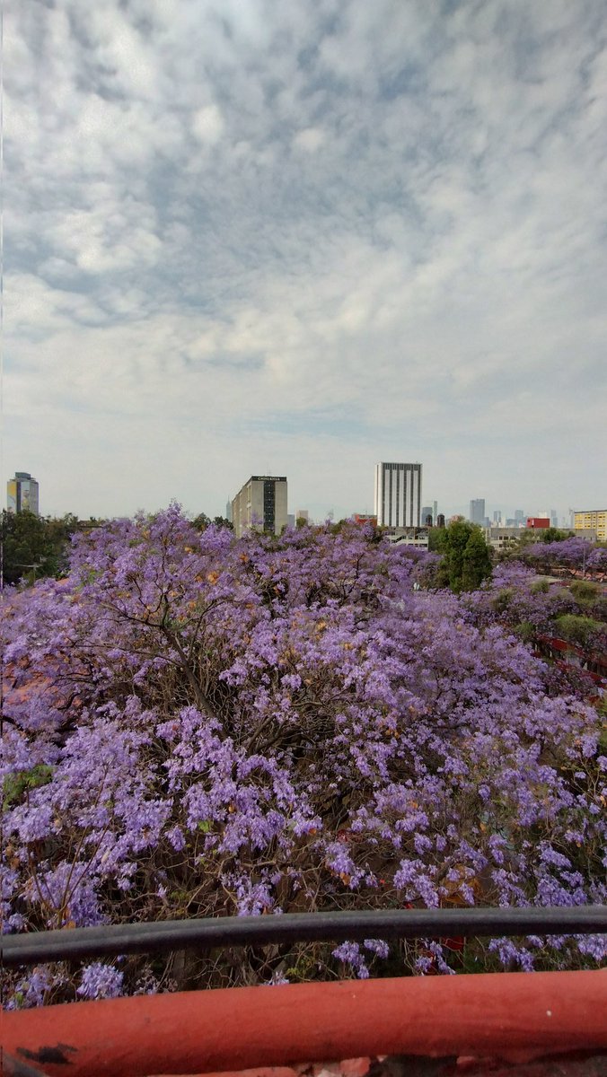alecentauro7403's tweet photo. #Tlatelolco
#06900
#AquiVivoTlatelolco
#Jacarandas.
En esta época Tlatelolco cambia de color.
#streetphotography https://t.co/y0bhbHFXwR