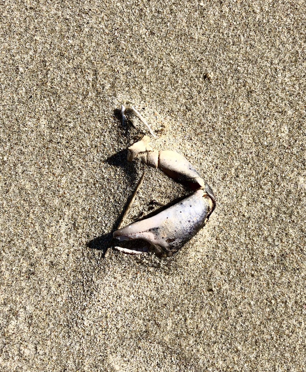 Christophe Roquier tweet media