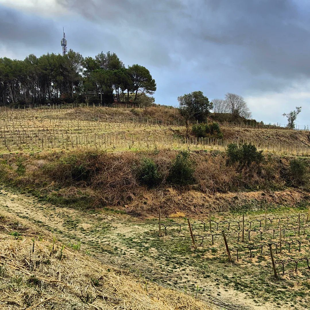 repoblem's tweet photo. El Xavi té 3 hectàrees de vinya ecològica a Lliçà d'Amunt, on li agradaria que puguessin pasturar ovelles. 🐑🐑🐑

Algun pastor per la zona?

➡️ xbvinss@gmail.com https://t.co/IYb6WKTCzB