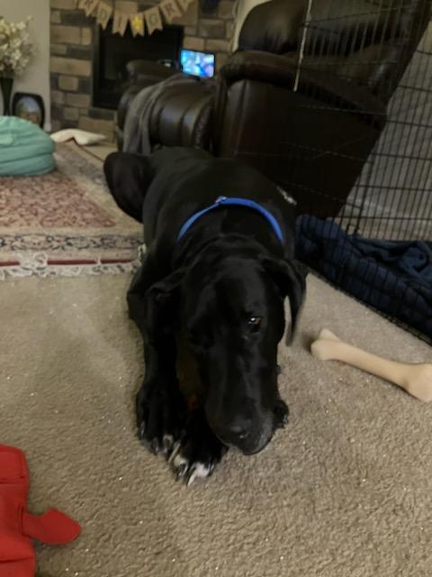 Great Dane Rescue CO (@RMGDRI) / Posts / X