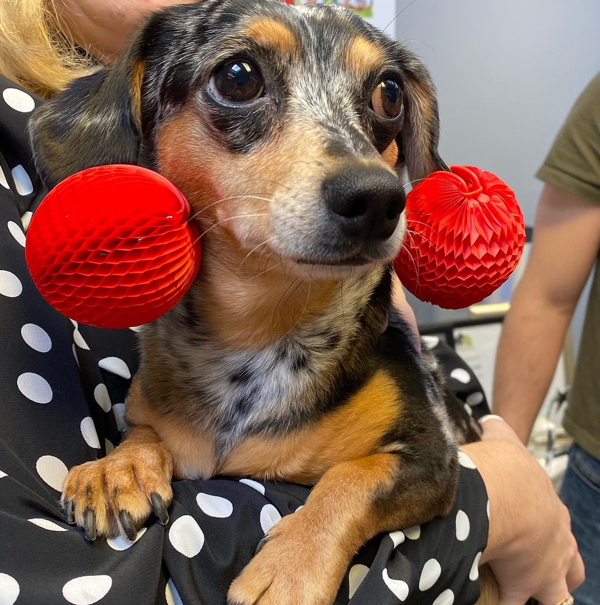 Frogwealth's tweet image. Red Nose Day 2023 at Frog HQ, even the pups got involved! 🐸

Don’t forget to donate to Comic Relief here! ❤️👇🏽 

@comicrelief 

donation.comicrelief.com/cart/1YsYOwm2p…