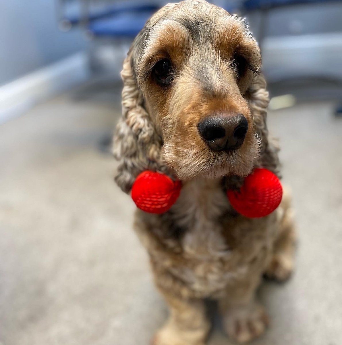 Frogwealth's tweet image. Red Nose Day 2023 at Frog HQ, even the pups got involved! 🐸

Don’t forget to donate to Comic Relief here! ❤️👇🏽 

@comicrelief 

donation.comicrelief.com/cart/1YsYOwm2p…