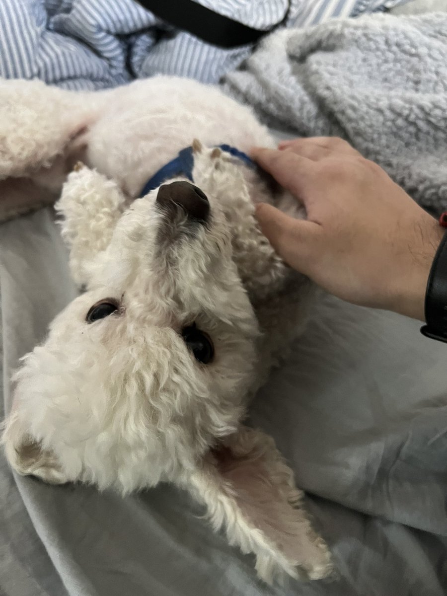 SPARKmonX's tweet image. איך הוא אוהב להתפנק… 🥰#כלבים #dog #כלב