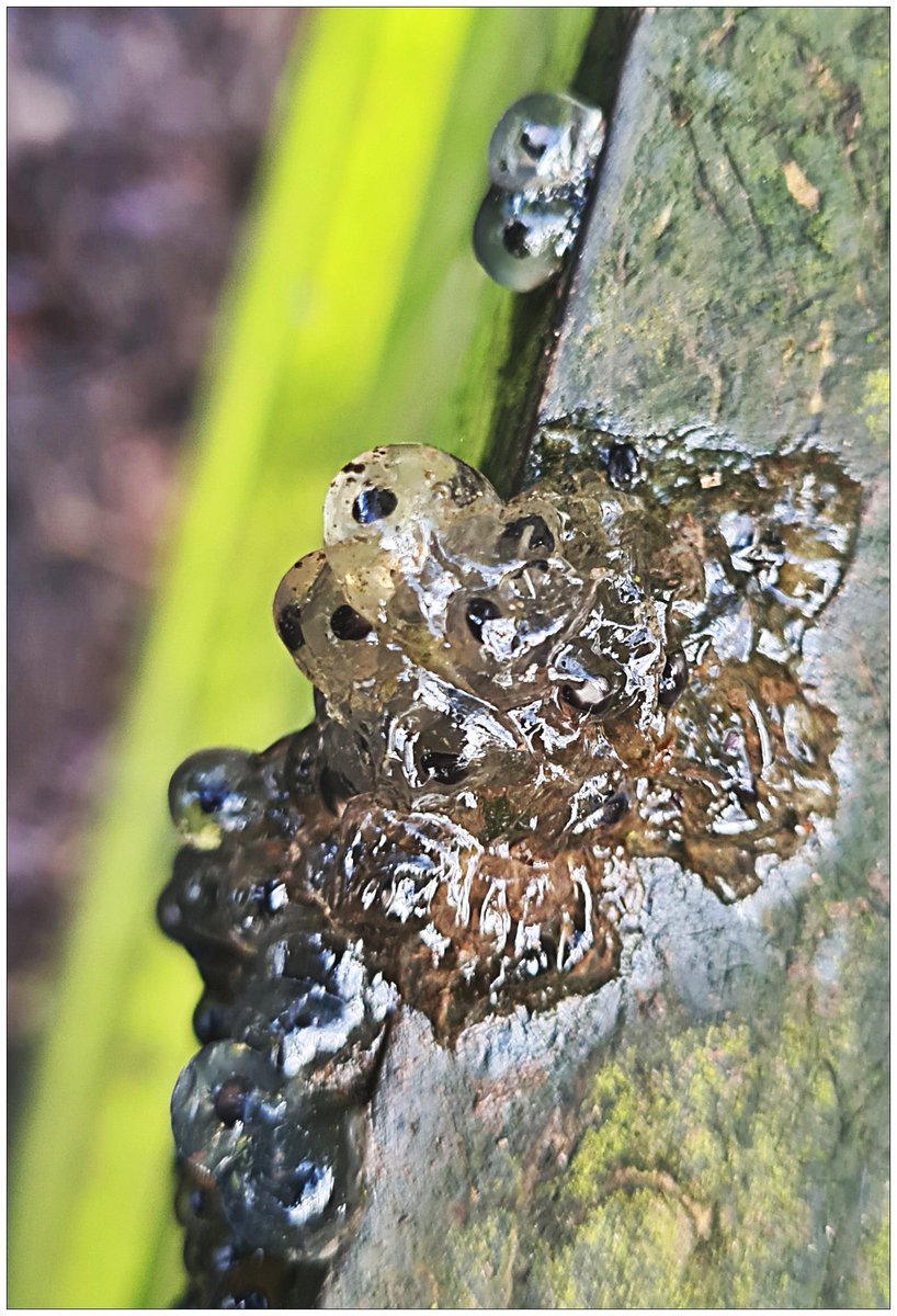 MustardTree7's tweet photo. Flying frog spawn...(rescued and put in pond) #flyingfrogs #frogspawn #frogs #spring #naturephotography 🐸 https://t.co/2zdr2LQWKG