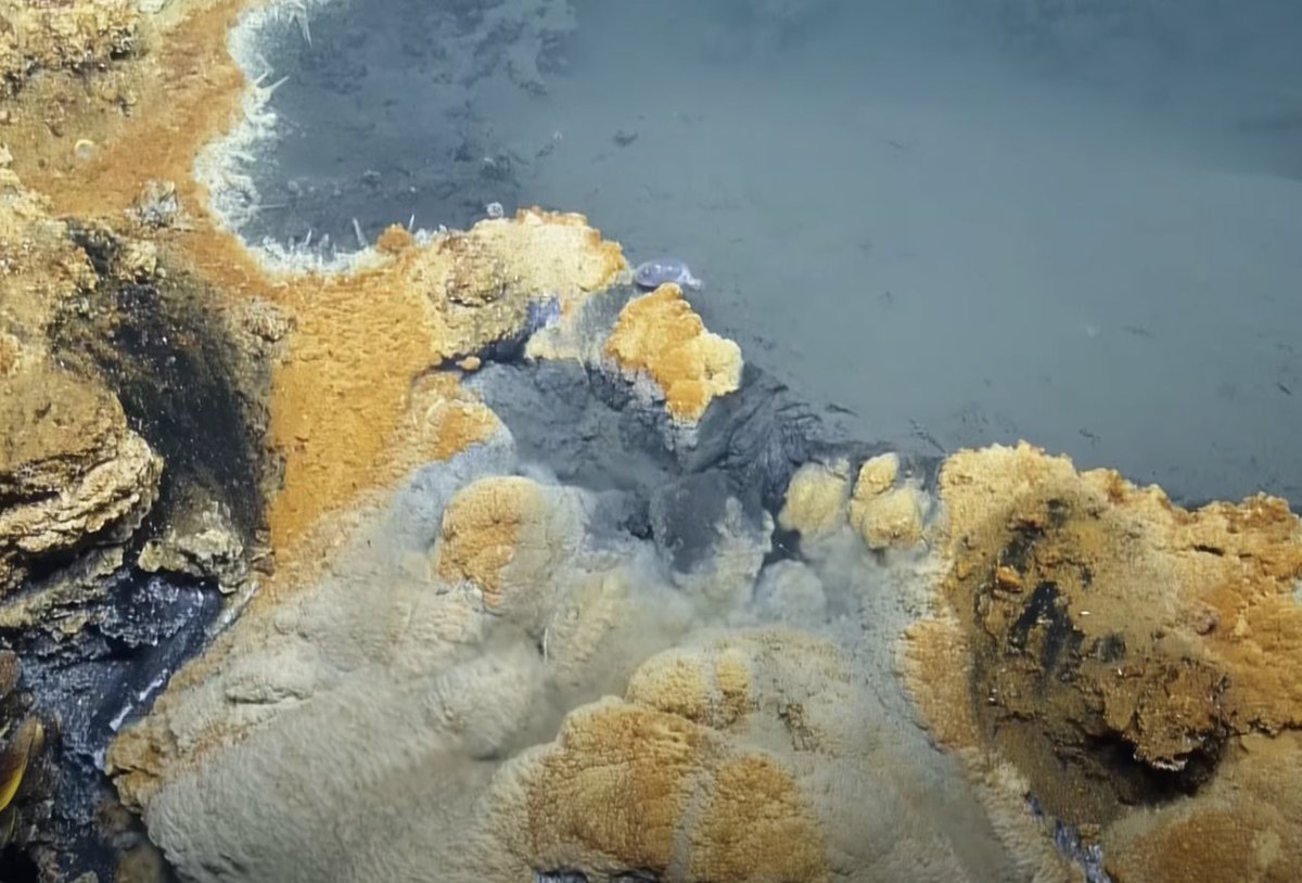 EVNautilus's tweet photo. #FBF to 2015 in the #GulfofMexico, where #ROVHercules dove to explore #coldseeps and came across this #brinepool nearly 3,300 feet below the surface. (1/2) https://t.co/MvqQf09XGY