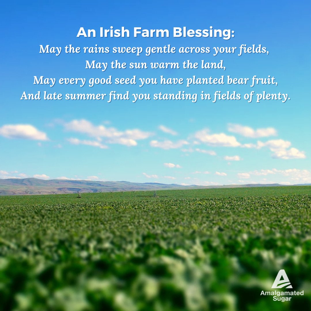 AmalSugarCo's tweet photo. Happy St. Patrick's Day!

#AmalgamatedSugar #Sugarbeets #RealSugar #LuckOfTheIrish https://t.co/RimHrL5Iwa