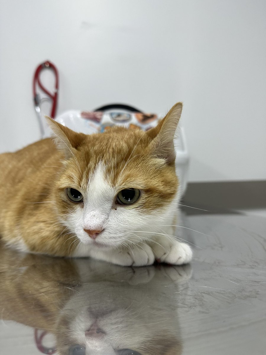 thipneto's tweet photo. Nova ida o veterinário. Hoje foi oftalmo e a mesma história, ele não reclama de nada. Pingaram mil coisas no olho, dilataram a pupila e ele sem nem resmungar. Só fica puto em casa, mas hoje é pq tá com a pupila dilatadassa vide última foto https://t.co/bG8ViZaIy3