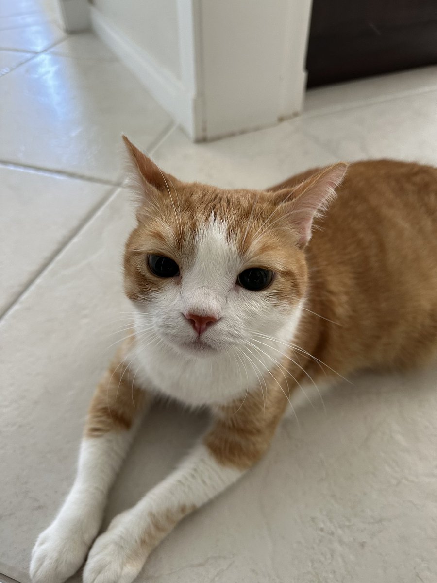 thipneto's tweet photo. Nova ida o veterinário. Hoje foi oftalmo e a mesma história, ele não reclama de nada. Pingaram mil coisas no olho, dilataram a pupila e ele sem nem resmungar. Só fica puto em casa, mas hoje é pq tá com a pupila dilatadassa vide última foto https://t.co/bG8ViZaIy3