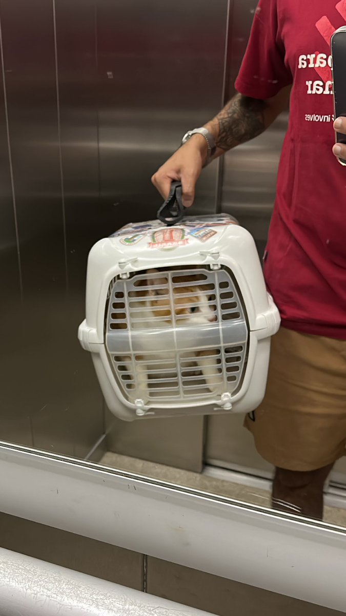 thipneto's tweet photo. Nova ida o veterinário. Hoje foi oftalmo e a mesma história, ele não reclama de nada. Pingaram mil coisas no olho, dilataram a pupila e ele sem nem resmungar. Só fica puto em casa, mas hoje é pq tá com a pupila dilatadassa vide última foto https://t.co/bG8ViZaIy3