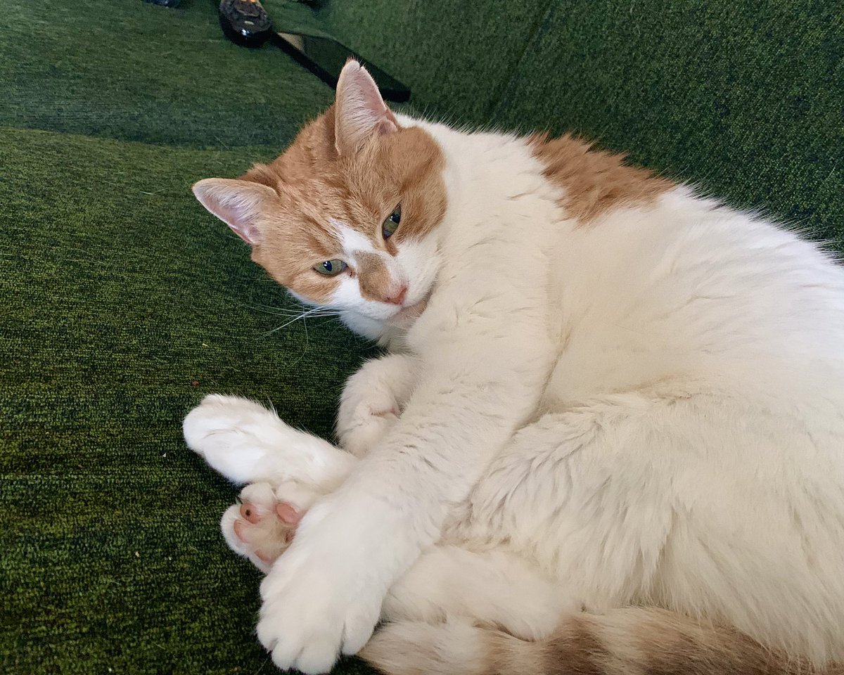 Very busy St Patrick's Day ☘️ here … CatDad is in a bit of a huff because I’m on his favourite seat.  Queenie wins again.  He'll get over it 😹.  
#CatsOfTwitter #AdoptDontShop #FeetsOnSeats #JellyBellyFriday