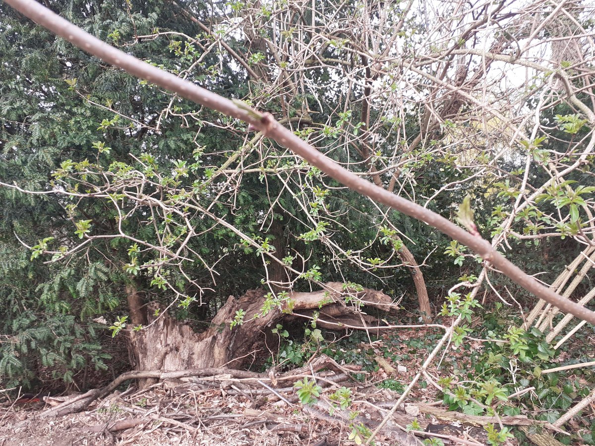 University of Roehampton Hedgehog Friendly Campus tweet media