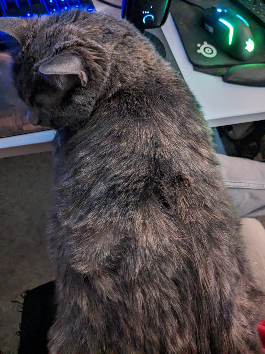 SQUiDzzzGAMING's tweet photo. Love my catzzz hehe Posie and Zona! #streamercats @GoogleStadia @amazonluna @killerqueenblk they say hello! ๐๐๐พ๐พ https://t.co/0UJuvtoTTQ