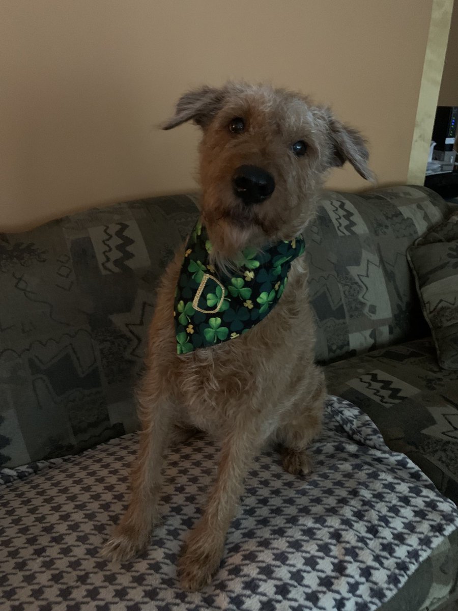DublinIrishPup's tweet photo. #HappyStPatricksDay 🍀 and #topofthemornin to you’s.  Me groomer’s pal made me dis special #bandana to celebrate the bestest day ☘️🐕🤗 #irishterriers it’s our day let’s celebrate 🎉 https://t.co/NkSFxWM955