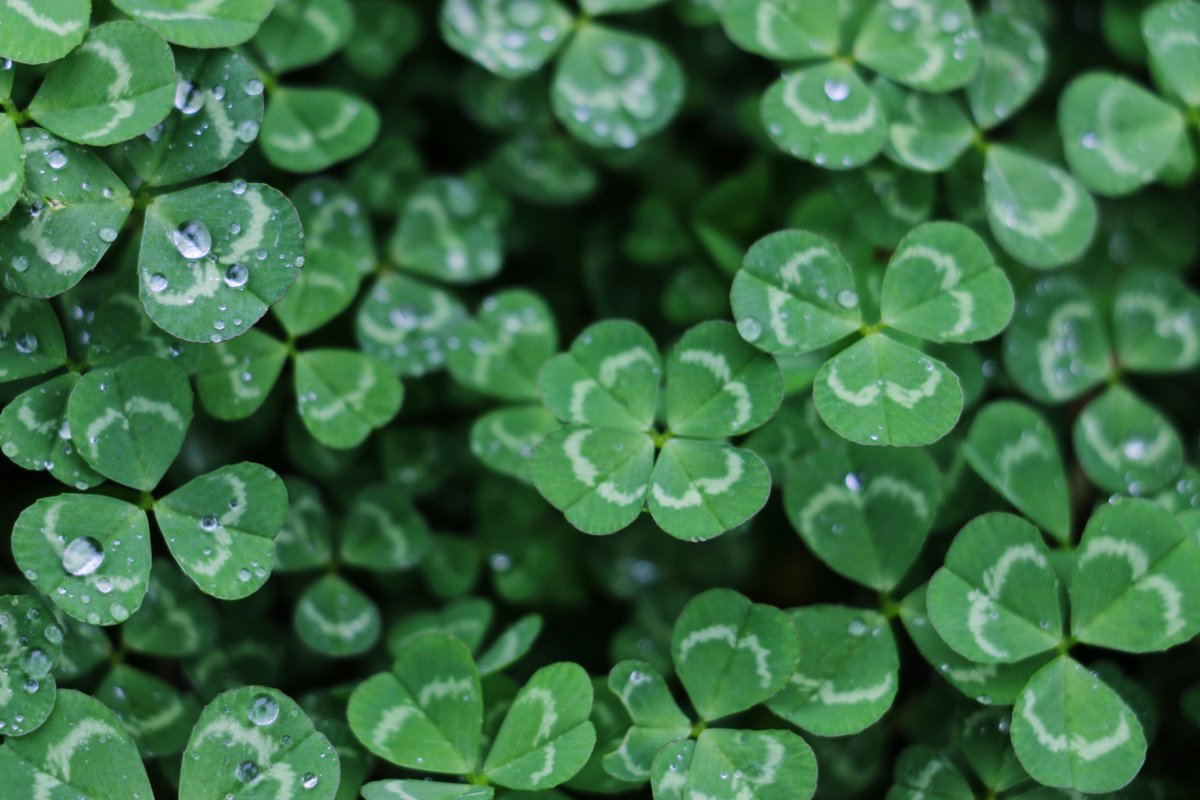 codecoloragency's tweet image. "For each petal on the shamrock, this brings a wish your way. Good health, good luck, and happiness for today and every day." - Irish blessing
Happy Saint Patrick’s Day! #stpatricksday #happystpatricksday #codecolor