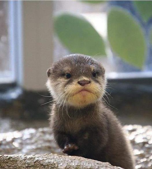 🥗LechugaNSFW🥗 (🔞) on Twitter "RT In_Otter_News2 Baby Otter"