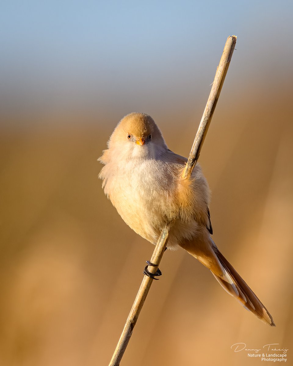 DannyTaheij's tweet photo. Vanmorgen weer eens lekker naar de Banken gefietst.. heb weer genoten van alle vogels en hun geluiden, zoals deze Baardmanntjes..
@Bezoek_westland

@ZHLandschap

@NPHollandsduin

#duinbehoud #nikonnl #iamnikonnl #dezeekust #voorjaar #natuur #birds #fotohafo 
@vogelnieuws https://t.co/DwMC8xSU7P