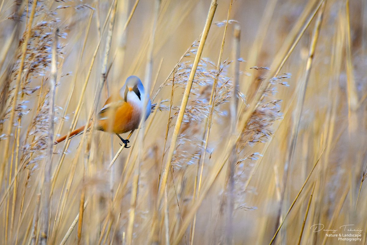 DannyTaheij's tweet photo. Vanmorgen weer eens lekker naar de Banken gefietst.. heb weer genoten van alle vogels en hun geluiden, zoals deze Baardmanntjes..
@Bezoek_westland

@ZHLandschap

@NPHollandsduin

#duinbehoud #nikonnl #iamnikonnl #dezeekust #voorjaar #natuur #birds #fotohafo 
@vogelnieuws https://t.co/DwMC8xSU7P