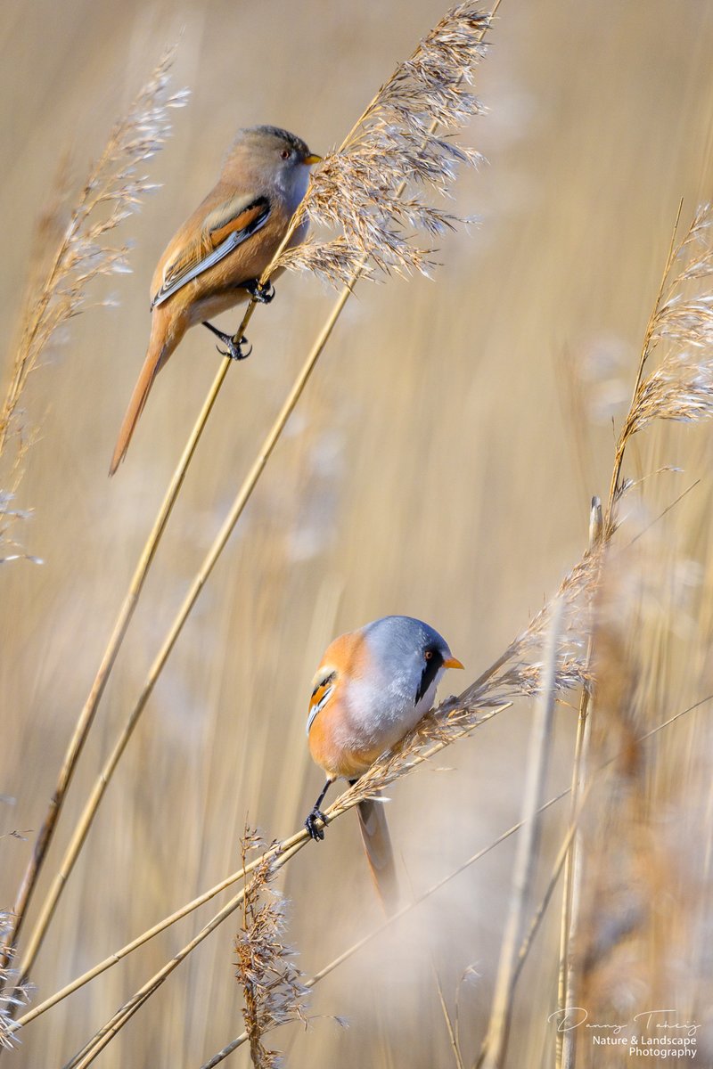 DannyTaheij's tweet photo. Vanmorgen weer eens lekker naar de Banken gefietst.. heb weer genoten van alle vogels en hun geluiden, zoals deze Baardmanntjes..
@Bezoek_westland

@ZHLandschap

@NPHollandsduin

#duinbehoud #nikonnl #iamnikonnl #dezeekust #voorjaar #natuur #birds #fotohafo 
@vogelnieuws https://t.co/DwMC8xSU7P