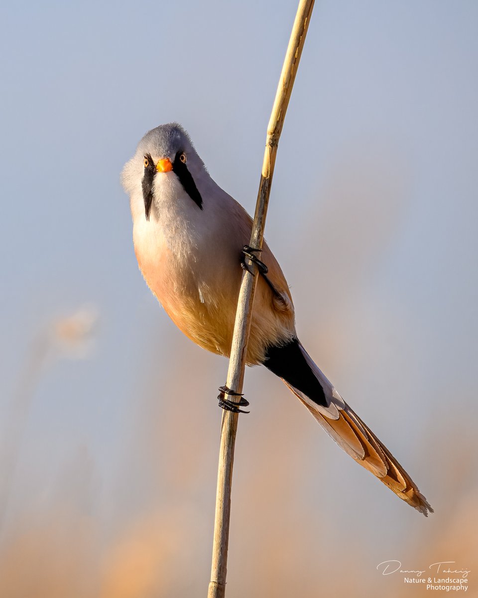 Vanmorgen weer eens lekker naar de Banken gefietst.. heb weer genoten van alle vogels en hun geluiden, zoals deze Baardmanntjes..
<a href="/Bezoek_westland/">Bezoek Westland</a>

<a href="/ZHLandschap/">Zuid-Hollands Landschap</a>

<a href="/NPHollandsduin/">NP Hollandse Duinen</a>

#duinbehoud #nikonnl #iamnikonnl #dezeekust #voorjaar #natuur #birds #fotohafo 
<a href="/vogelnieuws/">Vogelbescherming NL</a>