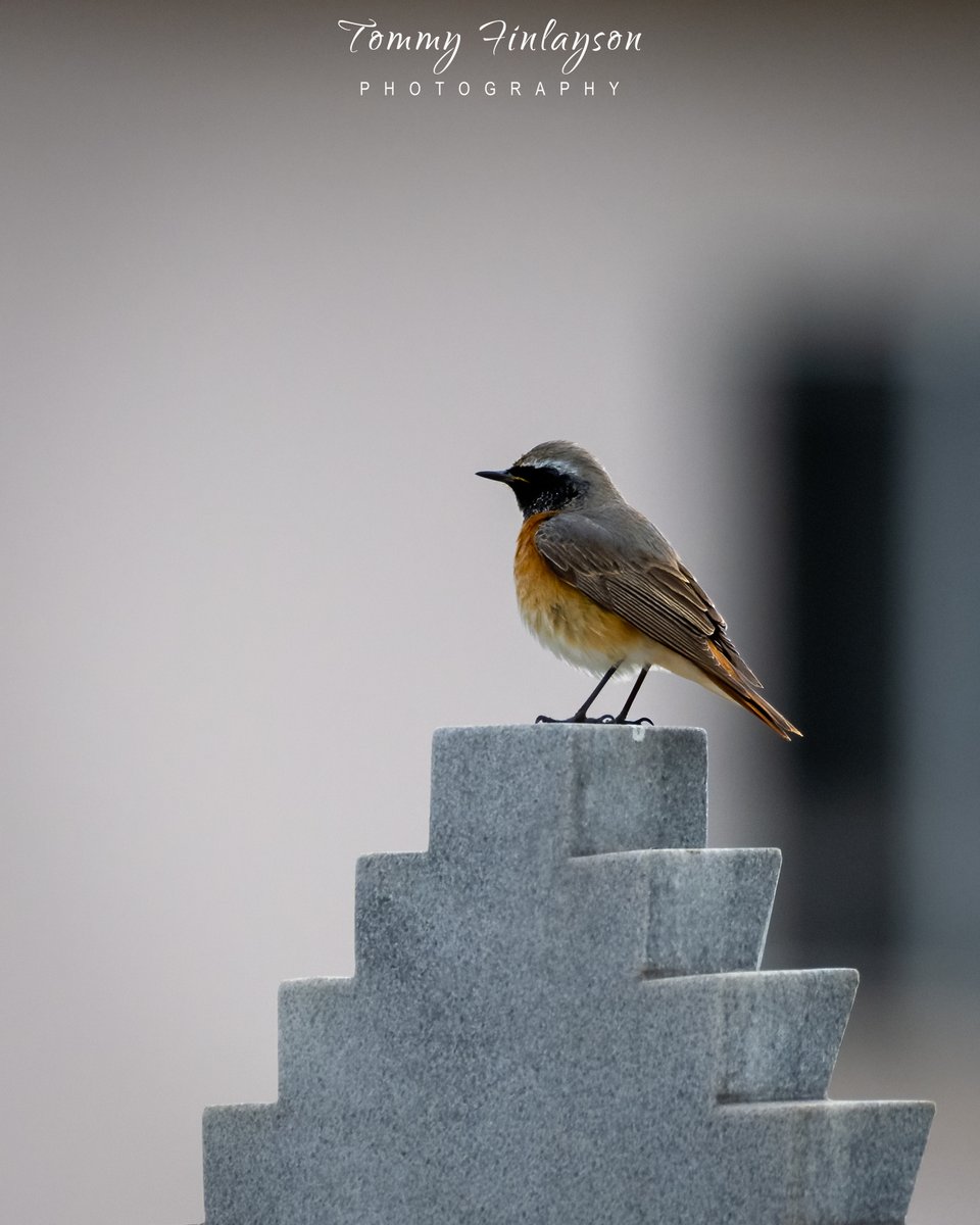 Hoopoe, Woodchat shrike and Common redstart at the Cemetery this morning #Gibraltar #BirdsSeenIn2023 #birdmigration @gonhsgib @BirdingRasta #birdPhotography #birdwatching @GibraltarBirds @_BTO @Natures_Voice #TwitterNatureCommunity @Britnatureguide @GibReserve