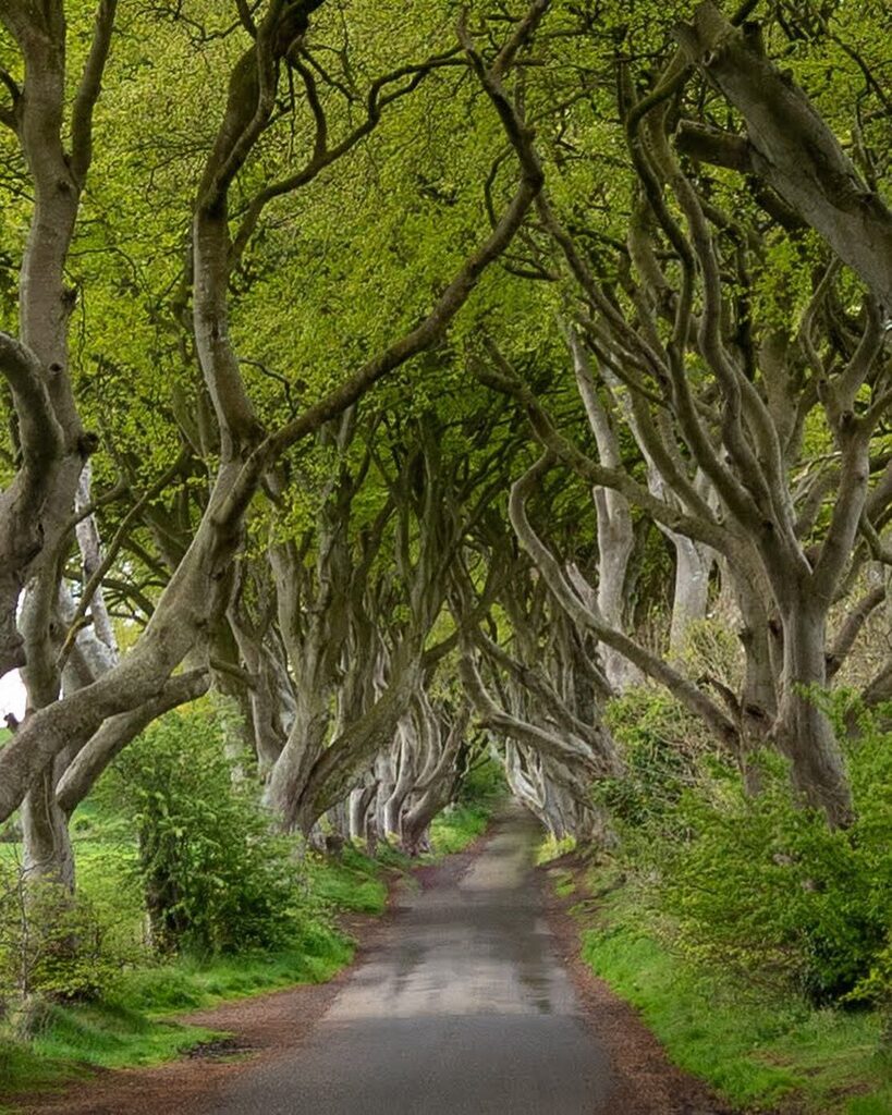 Happy St Patrick’s Day! ⁣
Looking back on some photos from my trip to <a href="/tourismireland/">Tourism Ireland</a> has me excited for our upcoming Spring Break trip back!⁣
⁣
Some great times in these photos:⁣
- visiting the famed Dark Hedges in <a href="/discoverni/">Northern Ireland</a> ⁣
- the beauty of … instagr.am/p/Cp5RnTELyI4/