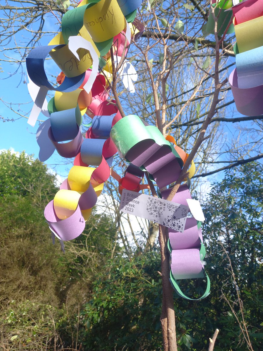 OPSScience's tweet image. Our final celebration, chain catepillars to connect our school values to the life cycle of an insect. How we can metamorphose to shape ourselves to be better versions of ourselves through kindness and caring? Lots of inspired discussions! @OPS_OratoryPrep #BritishScienceWeek2023