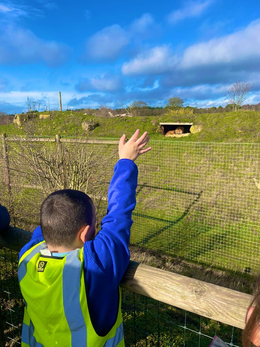 Observing the lions 🦁 <a href="/BramleyJunior/">Bramley Sunnyside Junior School</a>
