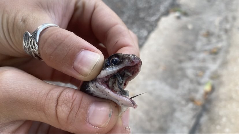 Jenna Noel Palmisano (@palmisanonoel) on Twitter photo I am hosting a pentastome webinar with PARC in mid-late May (exact date TBD). I’ll share the link and details once I have them but… what are some questions you want answered about pentastomes in North American snakes? I am hosting a pentastome webinar with PARC in mid-late May (exact date TBD). I’ll share the link and details once I have them but… what are some questions you want answered about pentastomes in North American snakes?