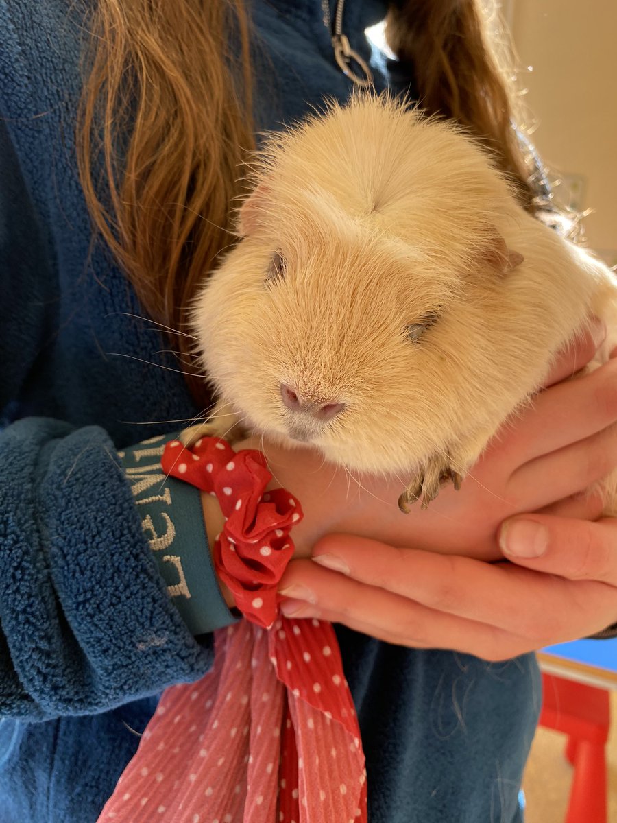 msjbuzz's tweet photo. The Prep Department animals bring us so much joy. Perks of being on the Well-being Team? Extra guinea pig cuddles!

#schoolpets #prepschool #guineapig #wellbeing https://t.co/etVYdkYJyW